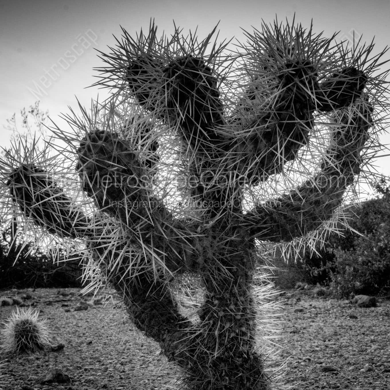 cholla cactus at dusk Black & White Wall Art