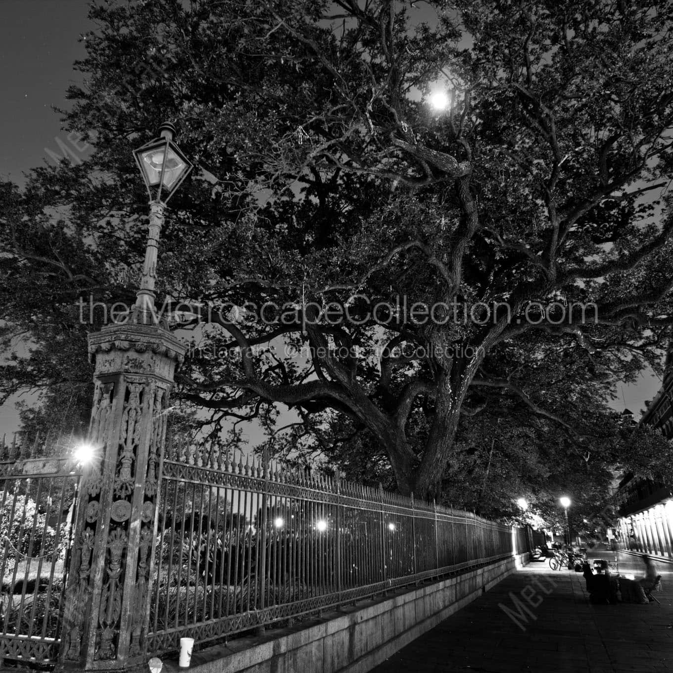 jackson square oak tree full moon Black & White Wall Art