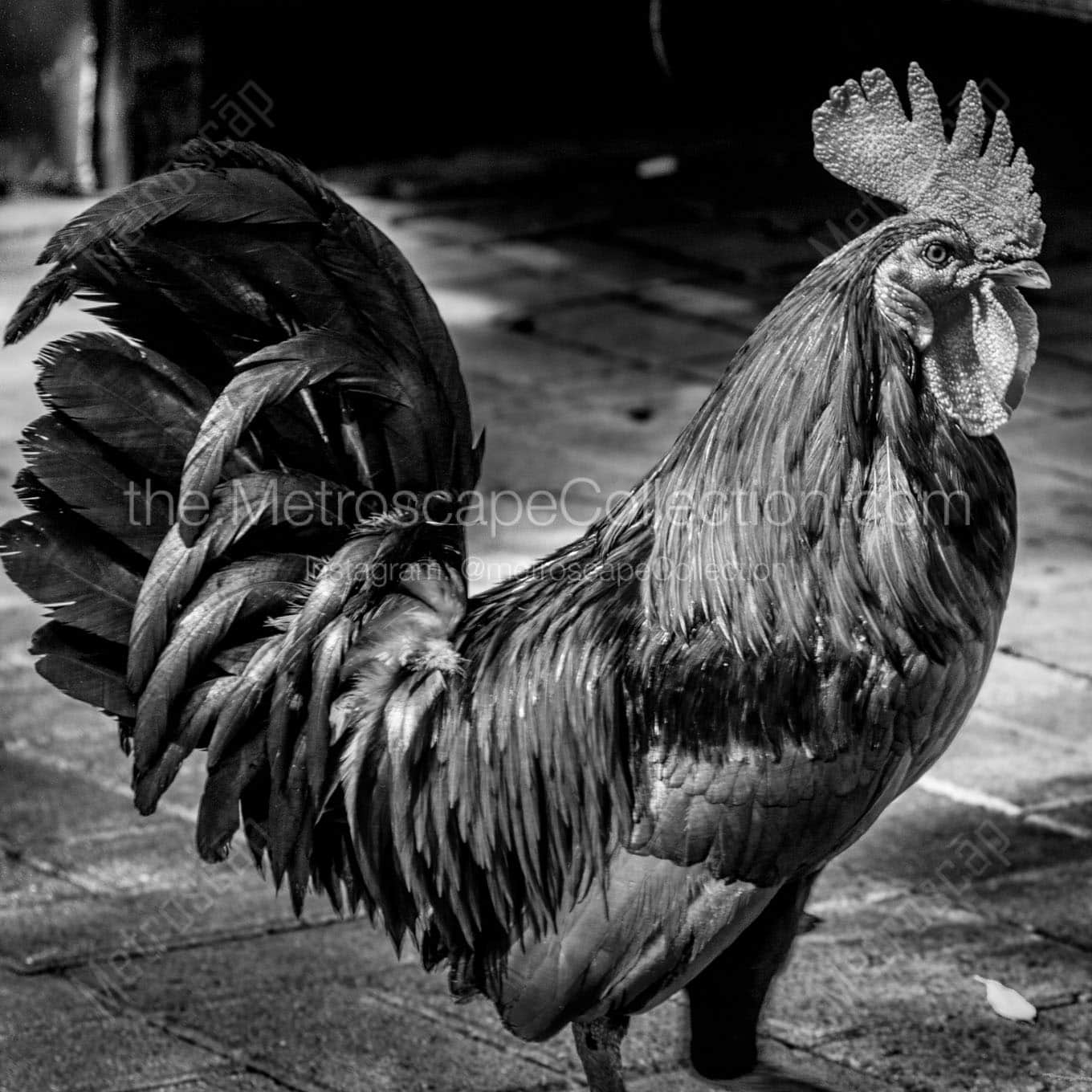 key west rooster Black & White Wall Art