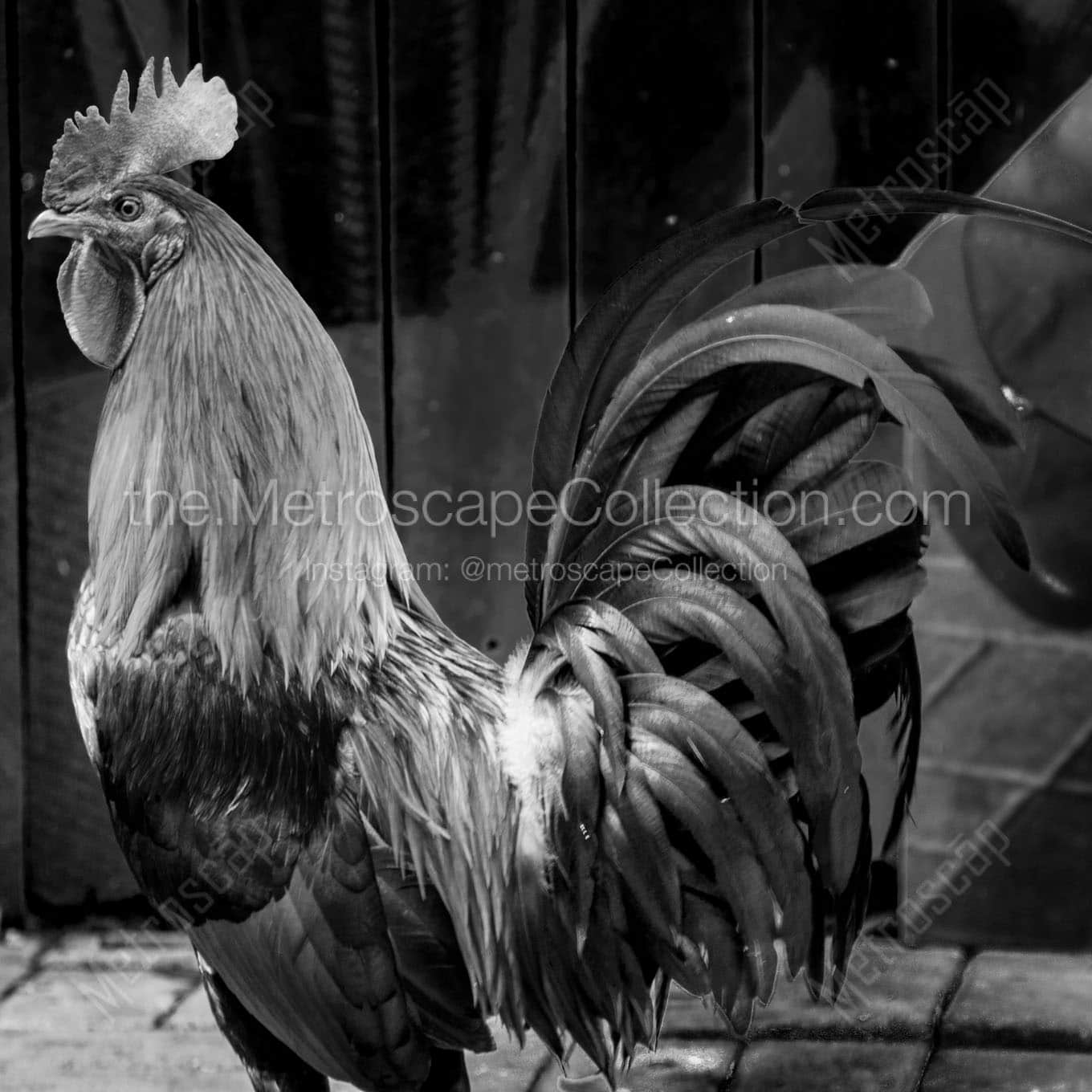 key west rooster Black & White Wall Art