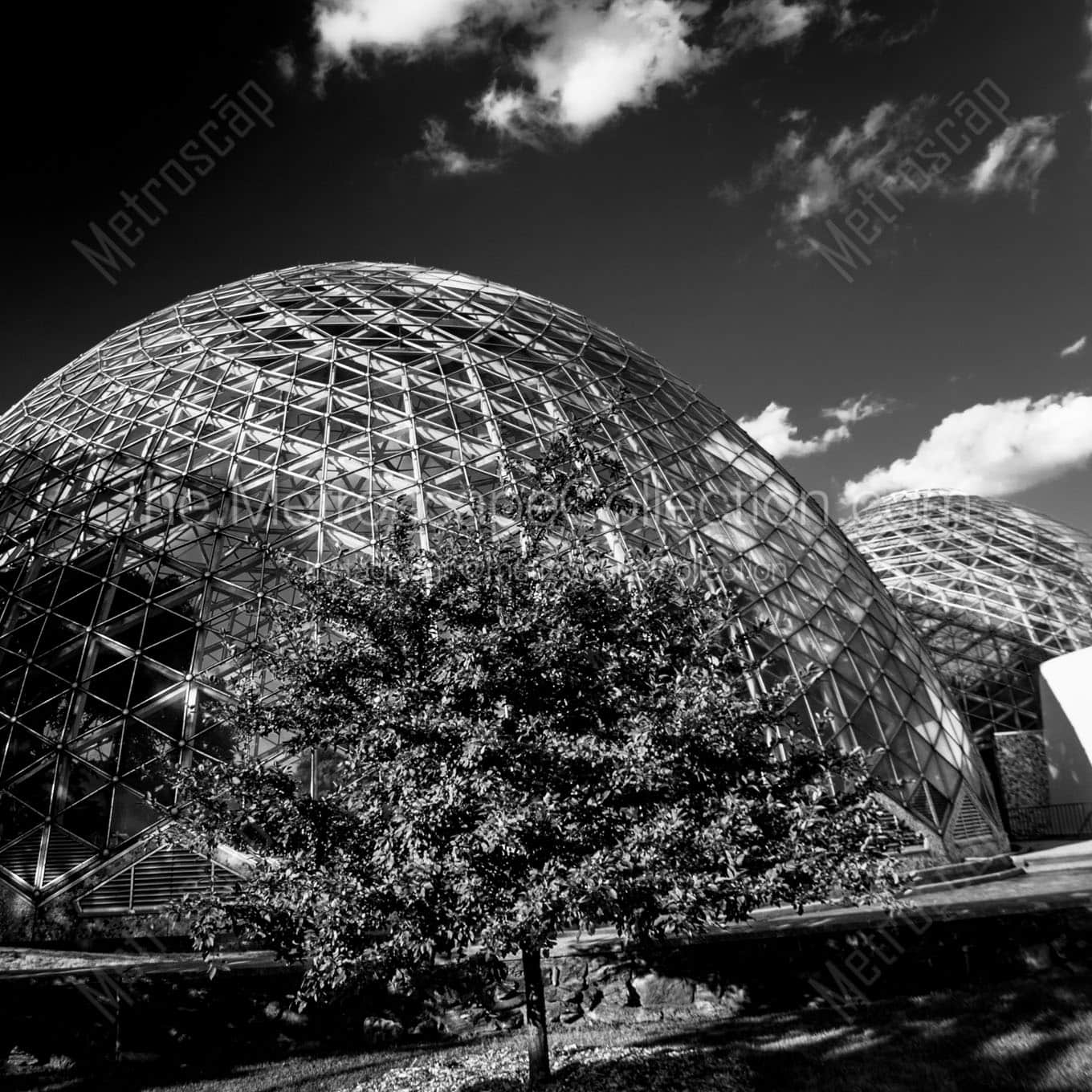 mitchell park domes Black & White Wall Art