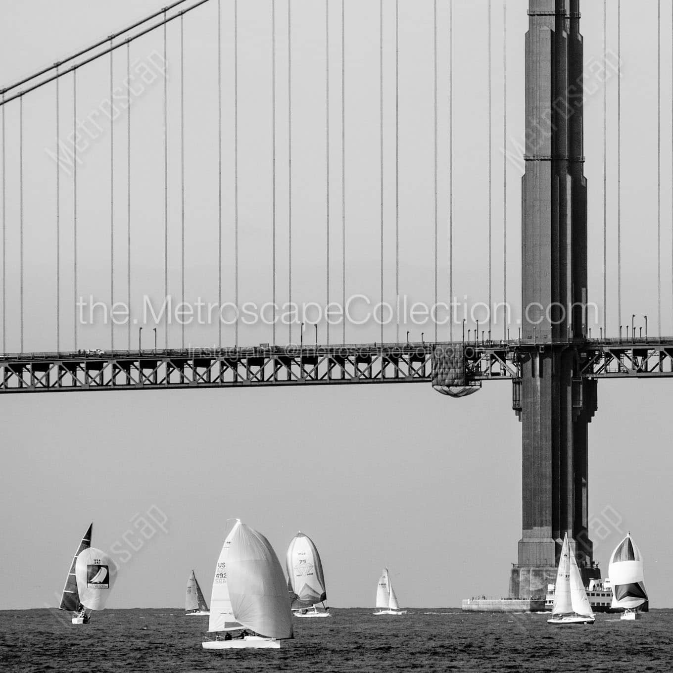 sailing around golden gate bridge Black & White Wall Art