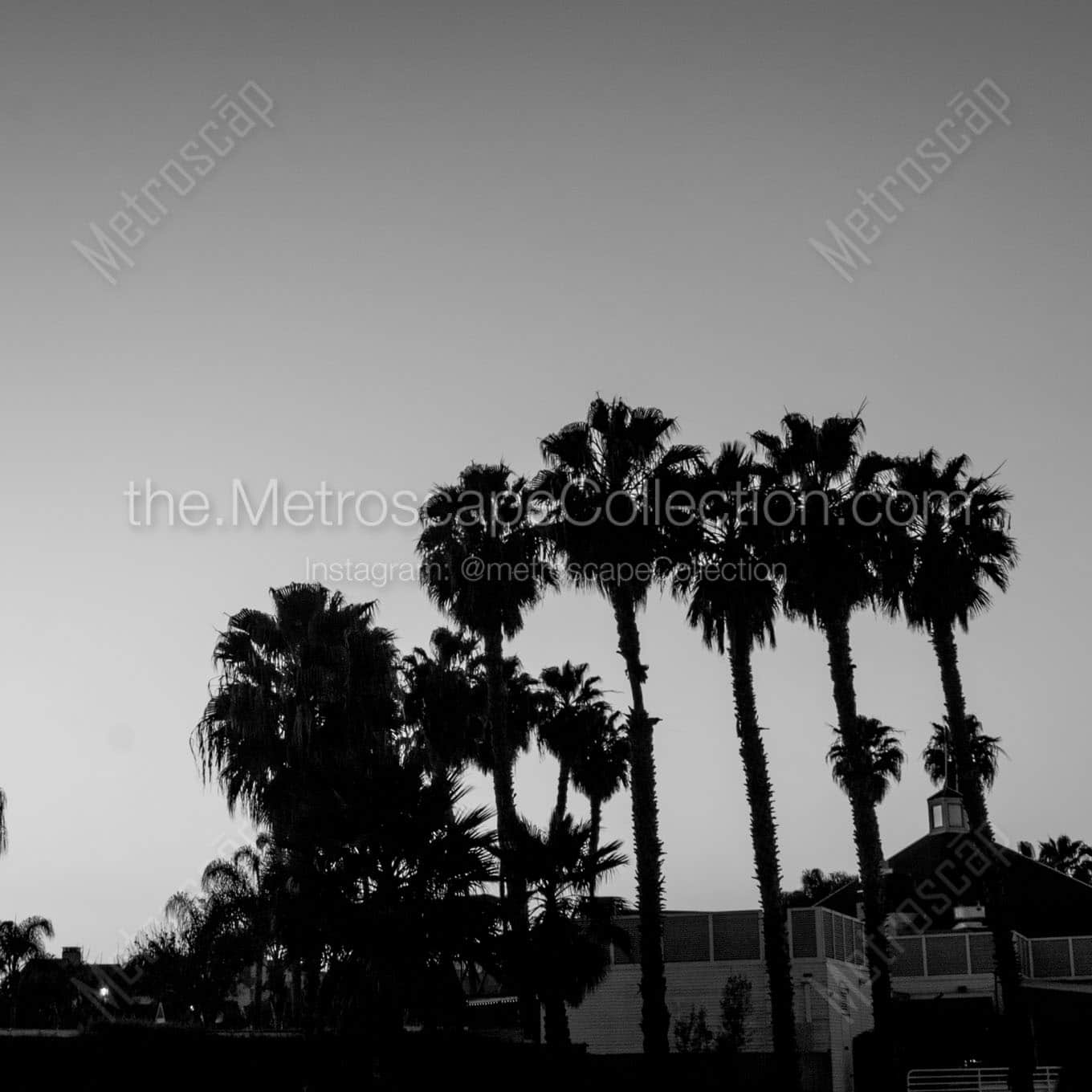 washingtonia palm trees on coronado island Black & White Wall Art